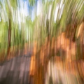 Abstract forest