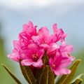 Wildflowers